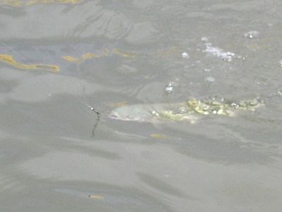 Kliknite pre zobrazenie v plnom rozlíšení