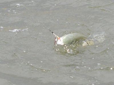 Kliknite pre zobrazenie v plnom rozlíšení