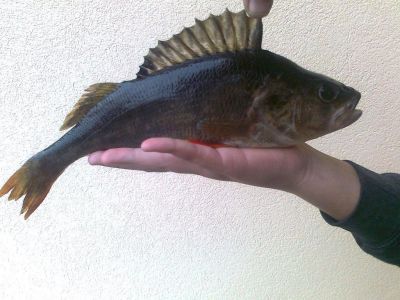 Kliknite pre zobrazenie v plnom rozlíšení