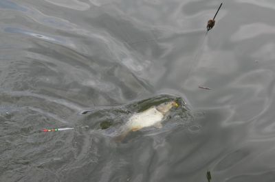 Kliknite pre zobrazenie v plnom rozlíšení