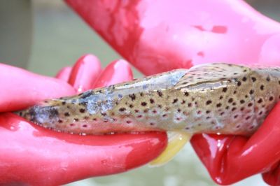 Kliknite pre zobrazenie v plnom rozlíšení