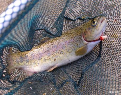 Kliknite pre zobrazenie v plnom rozlíšení