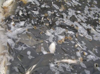 Kliknite pre zobrazenie v plnom rozlíšení