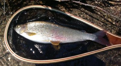 Kliknite pre zobrazenie v plnom rozlíšení