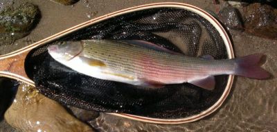 Kliknite pre zobrazenie v plnom rozlíšení