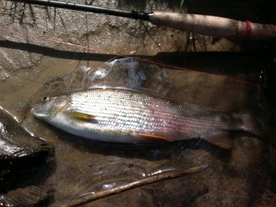 Kliknite pre zobrazenie v plnom rozlíšení